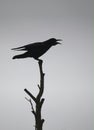 Rook perched on a tree silhouetted against the sky Royalty Free Stock Photo