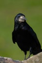 Rook on a Rock Royalty Free Stock Photo