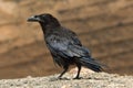 Rook on rock Royalty Free Stock Photo