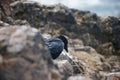 A rook in the rock with big noise as beautiful contrast Royalty Free Stock Photo