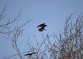 Rook silhouette landing in a tree