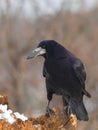 Rook on a snowy log 3.