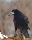 Rook on a snowy stump 3. Royalty Free Stock Photo