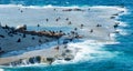 Rookeries of sea lions