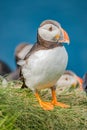 Rookery of North Atlantic puffins at Faroe island Mykines, late summer time, closeup, details Royalty Free Stock Photo