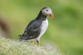 Rookery of North Atlantic puffins at Faroe island Mykines, late summer time, closeup, details Royalty Free Stock Photo