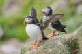 Rookery of North Atlantic puffins at Faroe island Mykines, late summer time, closeup, details Royalty Free Stock Photo