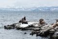 Rookery Northern Sea Lion or Steller Sea Lion. Avachinskaya Bay, Kamchatka Royalty Free Stock Photo