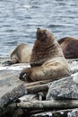 Rookery Northern Sea Lion or Steller Sea Lion. Kamchatka, Avachinskaya Bay Royalty Free Stock Photo