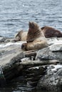 Rookery Northern Sea Lion or Steller Sea Lion. Kamchatka, Avachinskaya Bay Royalty Free Stock Photo