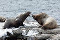 Rookery Northern Sea Lion or Steller Sea Lion. Kamchatka Peninsula, Avachinskaya Bay Royalty Free Stock Photo