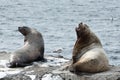 Rookery Northern Sea Lion or Steller Sea Lion Royalty Free Stock Photo