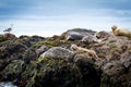 A rookery of seals