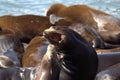 Two fur seals find out the relationship