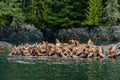 A Rookery of Stellar Sea-lions crowd a rocky out crop.