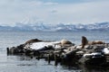 Rookery Steller Sea Lion or Northern Sea Lion. Avacha Bay, Kamchatka Royalty Free Stock Photo