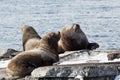 Rookery Steller Sea Lion or Northern Sea Lion. Kamchatka, Avacha Bay Royalty Free Stock Photo