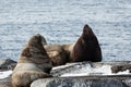 Rookery Steller Sea Lion or Northern Sea Lion Royalty Free Stock Photo