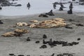 Rookery of Steller sea lions and northern fur seals on the beach