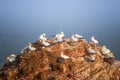 Rookery of, wild North Atlantic gannet at red cliffs in Helgoland island