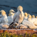 Rookery of wild North Atlantic gannets at red cliffs in Helgoland island at sunset Royalty Free Stock Photo