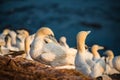 Rookery of wild North Atlantic gannets at red cliffs in Helgoland island Royalty Free Stock Photo