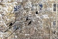 Rooks on birch branches dusted with snow Royalty Free Stock Photo