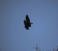 Rooks in flight silhouette Royalty Free Stock Photo