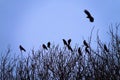 Rooks gathered at top of tree Royalty Free Stock Photo