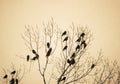 Rooks gathered at top of tree Royalty Free Stock Photo
