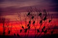 Rooks gathered at top of tree Royalty Free Stock Photo