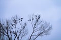 Rooks gathered at top of tree Royalty Free Stock Photo