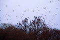 Rooks gathered at top of tree Royalty Free Stock Photo