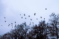 Rooks gathered at top of tree Royalty Free Stock Photo