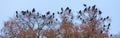 Rooks And Jackdaws On Bare Tree