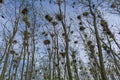 Rooks nesting colony