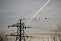 Rooks on pylon wires Royalty Free Stock Photo