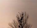 Rooks on a tree