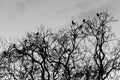 Rooks & x28;Corvus frugilegus& x29; roosting in tree in evening Royalty Free Stock Photo