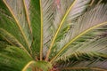 Room Brahea palm, Sago palm, Cycas palm Royalty Free Stock Photo