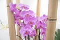 Room decoration asia style with bamboo cane and pink orchid Royalty Free Stock Photo