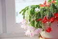 Room decoration. Beautiful pink and red flowers of Schlumbergera on window-sill