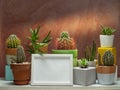 Room decoration with cactus, succulent plant and picture frame mockup on white shelf against old brick color wall