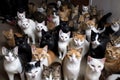 a room filled with cats, each one looking at you and giving you their undivided attention Royalty Free Stock Photo