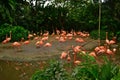 The room of flamingos are chilling on the bank of the pond