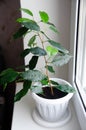 Room flower ficus benjamina