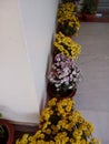 Room flowers plant