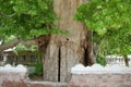 Room in the hollow of 900 year old sycamore tree