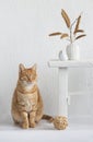 Room interior with red cat sitting neare old bench,  flower vase, plant and decorationsand Royalty Free Stock Photo