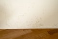 White apartment wall with toxic mold and mildew Royalty Free Stock Photo